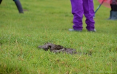 190907-boerengolf-127