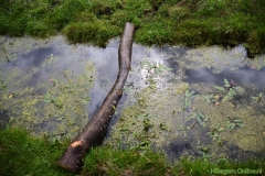 190907-boerengolf-142