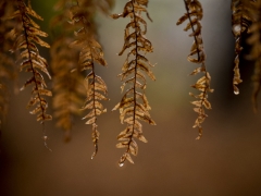 48_Corine-Zijerveld_Lokhorsterduin