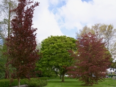 21_ Tonny de Rooij _ Molenduintje