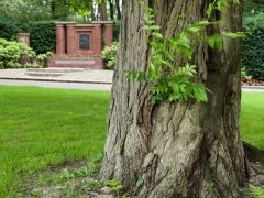 29_ Tonny de Rooij _ Molenduintje