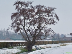 DSC03492