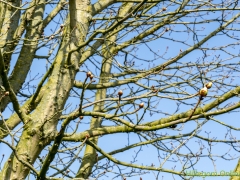190329-Van-Nispenpark-Begin-situatie-106