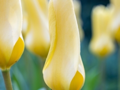 190407-Keukenhof-107