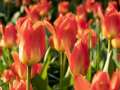 190407-Keukenhof-104