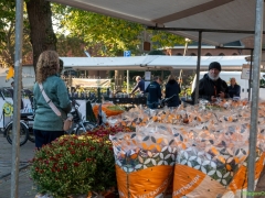 IKpictures-Bollenmarkt020