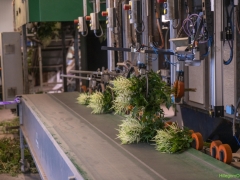 250809-Bollenstreek-in-bedrijf-Hillegom-150