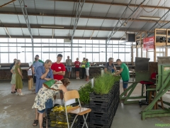 250809-Bollenstreek-in-bedrijf-Hillegom-155