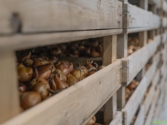 250809-Bollenstreek-in-bedrijf-Hillegom-183