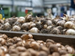 250809-Bollenstreek-in-bedrijf-Hillegom-184