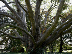 Vrienden oud Hillegom