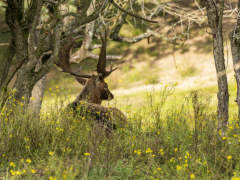 201017-Duin-bronst-106