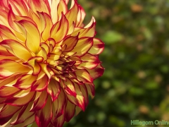 Dahlias-58