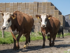 ik_03585-Bewerkt-