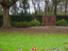 50 _ Tonny de Rooij _ Molenduintje