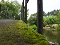 34 _ Tonny de Rooij _ Oudebeek