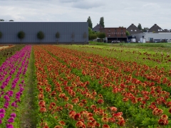 35_ Tonny de Rooij _ Veenenburgerlaan