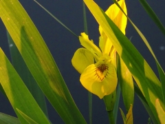 21_Weerlanerpolder_Frank-Out