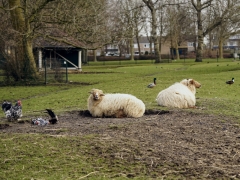07_yvonnebouwmeester_hertenkamp