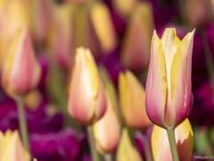 IKpictures-Keukenhof-01