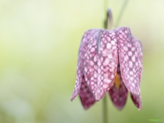 IKpictures-Keukenhof-02