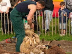 240413-koeien-naar-buiten-103
