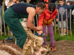 240413-koeien-naar-buiten-104