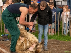 240413-koeien-naar-buiten-105