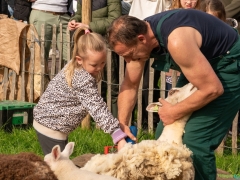 240413-koeien-naar-buiten-106