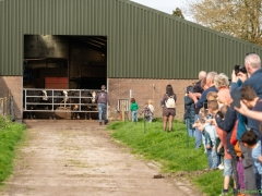 240413-koeien-naar-buiten-116