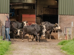 240413-koeien-naar-buiten-117