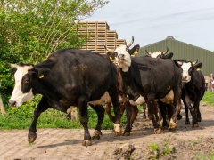 240413-koeien-naar-buiten-118