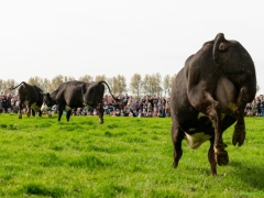 240413-koeien-naar-buiten-119