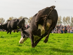 240413-koeien-naar-buiten-120