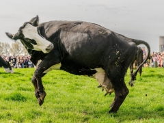 240413-koeien-naar-buiten-122