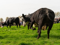 240413-koeien-naar-buiten-123