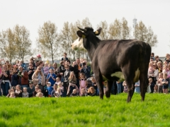 240413-koeien-naar-buiten-124