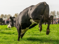 240413-koeien-naar-buiten-125
