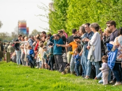 240413-koeien-naar-buiten-126