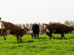 240413-koeien-naar-buiten-127
