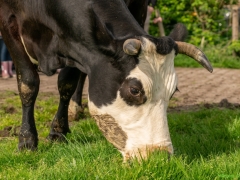 240413-koeien-naar-buiten-128