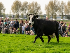 240413-koeien-naar-buiten-129