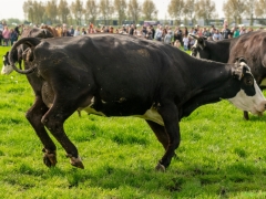 240413-koeien-naar-buiten-130