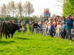 240413-koeien-naar-buiten-131