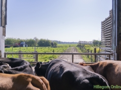 190420-Koeiendans-HO-105