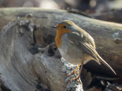 IKpictures-2021-Lokhosterduin-016