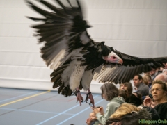 191228-roofvogelshow160