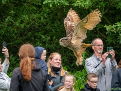 IKpictures-Roofvogelshow-Keukenhofbos-005