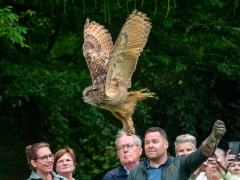 IKpictures-Roofvogelshow-Keukenhofbos-006