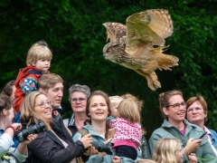 IKpictures-Roofvogelshow-Keukenhofbos-007